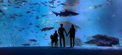 1720096212_250_Big Blue - Panoramica - Famillia.jpg